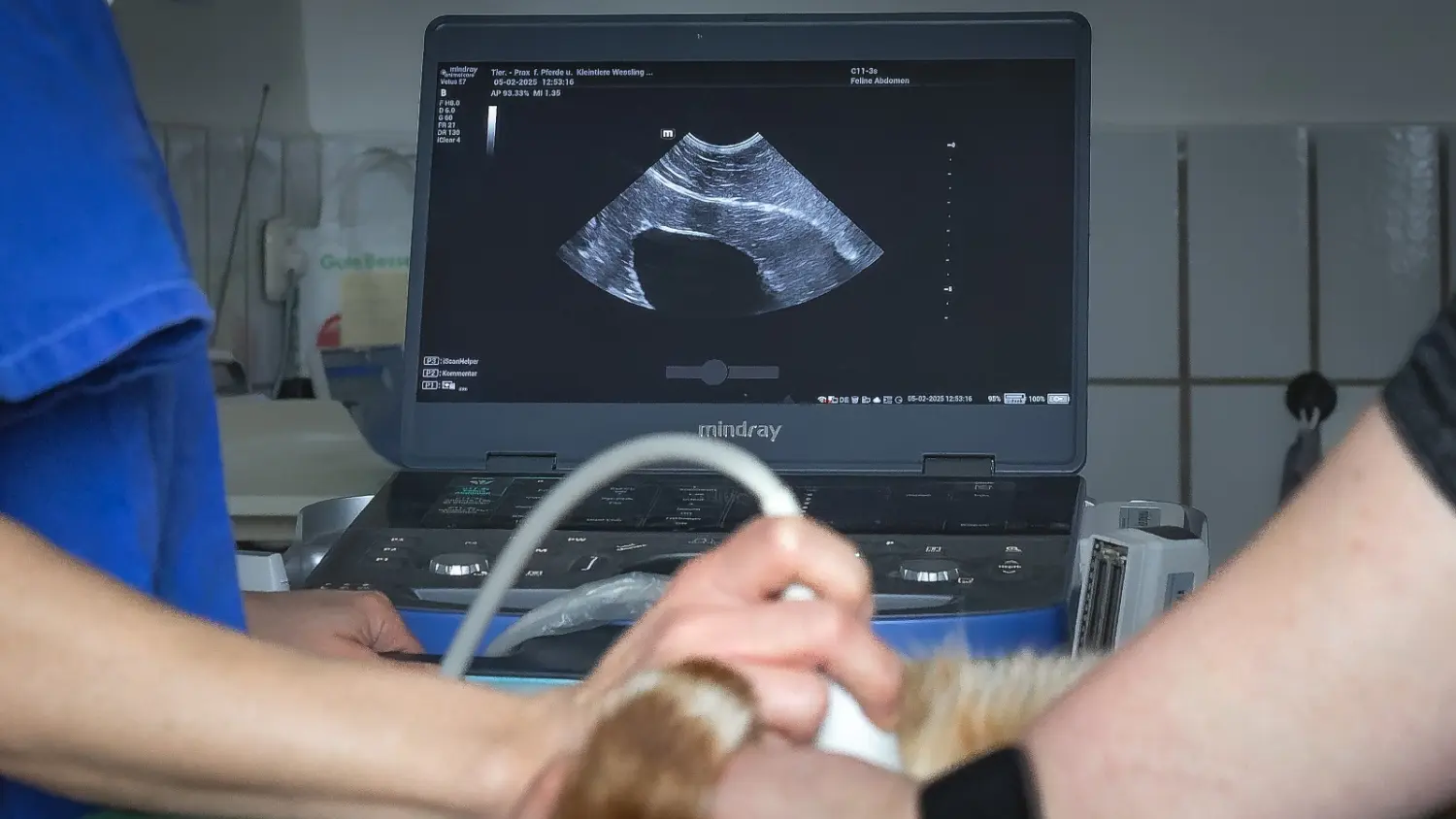 Ultraschalldiagnostik am Pferdebein durch die Pferdepraxis