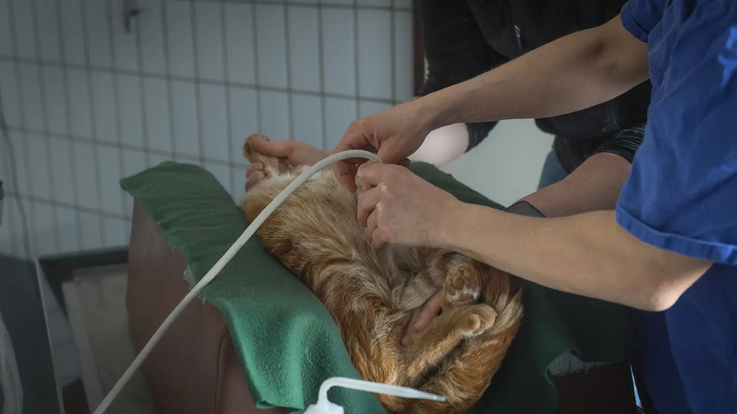 Untersuchung einer Katze in der Kleintierpraxis