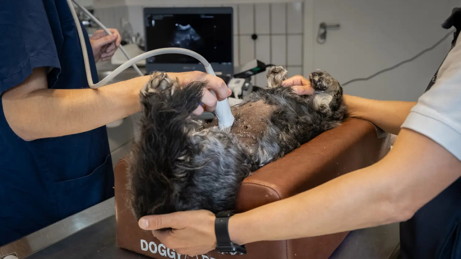 Bildgebende Diagnostik bei einem Kleintier durch zwei Mitarbeitende der Praxis