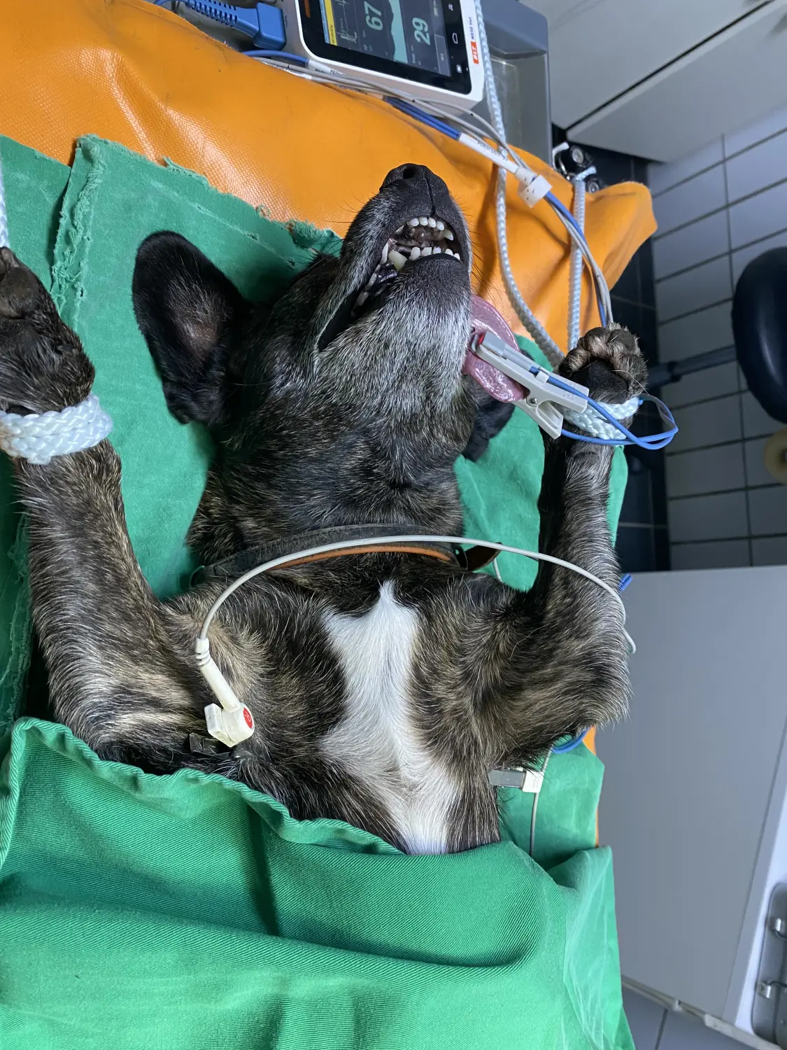 Hund unter überwachter Inhalationsnarkose