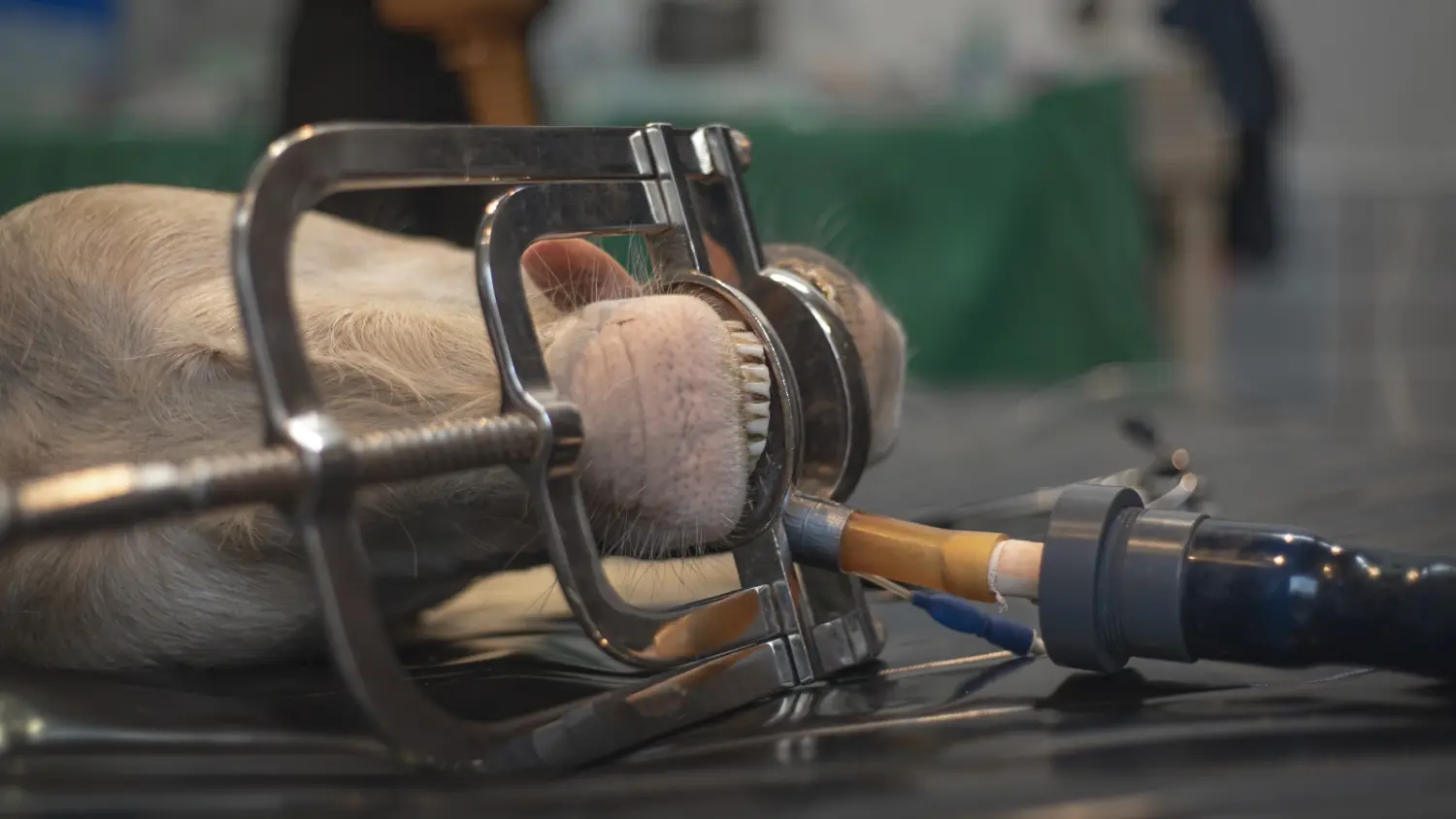 Narkose- und Infusionstechnik für die Pferdechirurgie