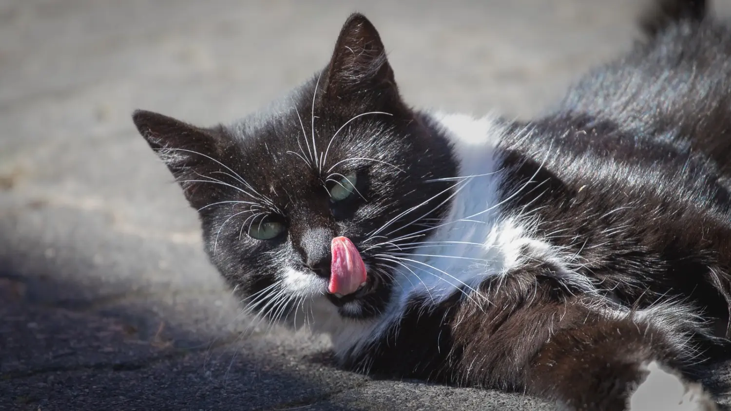 Auf dem Boden liegende Katze von Tierarztpraxis Dr. Andreas Wessling