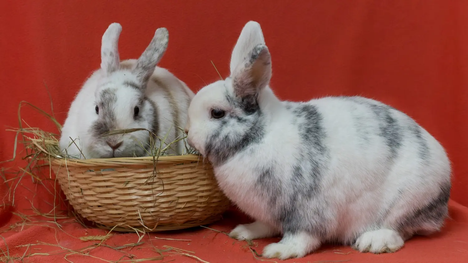 Kaninchen von Tierarztpraxis Dr. Andreas Wessling