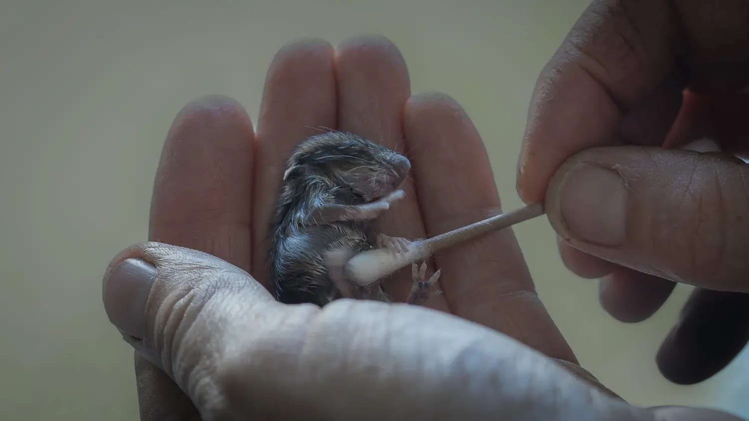 Eine kleine Maus fürsorglich von Tierarztpraxis Dr. Andreas Wessling